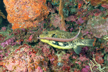 pesce palla gigante con pesce trombetta sul reef