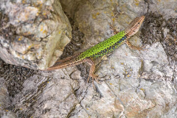 Green Lizard crawling on a stone cliff. The European green lizard Lacerta viridis