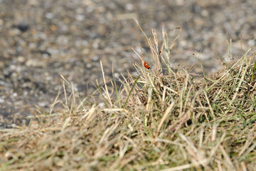 Beautiful nature background with a ladybug on grass and clover leaves outdoors in summer, close-up macro. Template for design