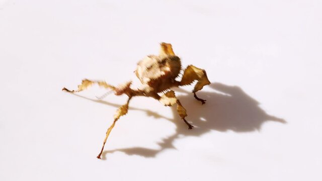 Female spiny leaf stick insect swaying as a fear response to camouflage as a tree leaf swaying in the wind