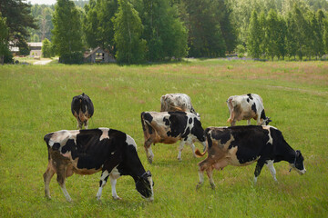 A herd of cows on a summer green field