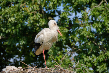 Stork nest on green natural background. Stork with baby in stork nest