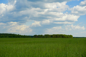 Fototapeta premium Green field, tree and blue sky. Excellent as a background, web banner