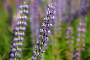 Wild flowers meadow with sky in the background