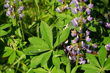 Wild flowers meadow with sky in the background
