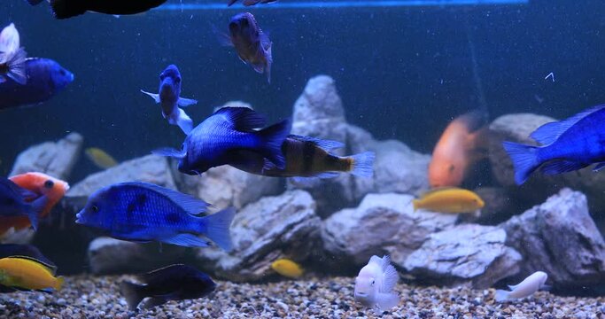 Exotic fauna high resolution 4K footage