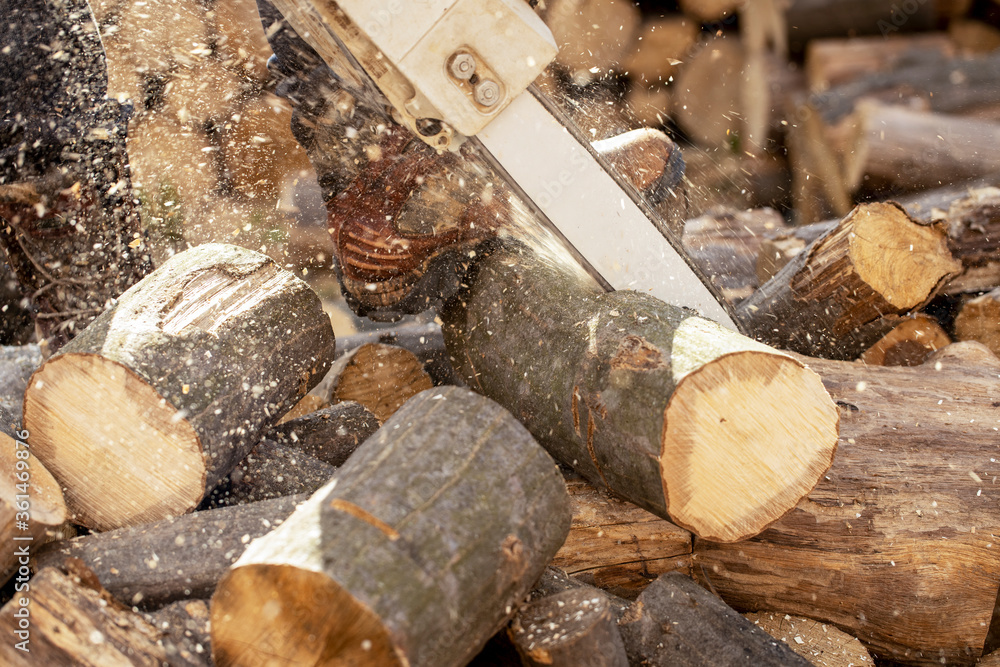 Wall mural chainsaw in action cutting wood. man cutting wood with saw, dust and movements. chainsaw. close-up o