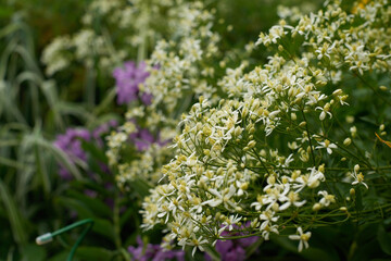 Wild flowers meadow with sky in the background