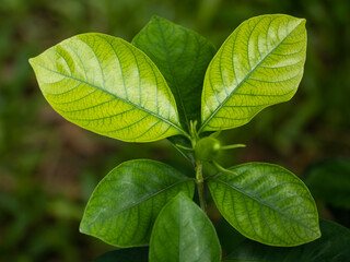 the green leaf pattern for nature