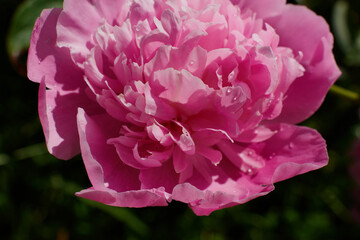 Obraz premium Back part of small Ant on pink petal of big pion pop