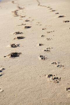 Human and dog foot prints in the sand on a beach on a sunny day