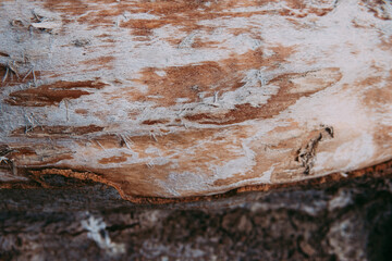 old rusty metal plate