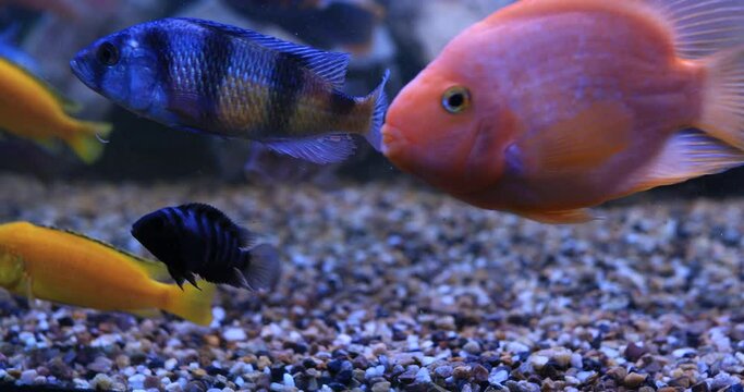 Exotic fauna high resolution 4K footage