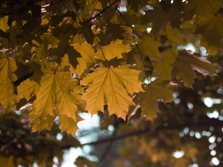 maple leaves in the sun in autumn