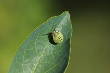 junge grüne Stinkwanze  - Palomena prasina