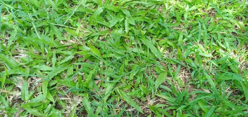 green grass background