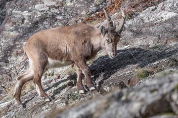 Naklejka na ściany i meble Young ibex in autumn season (Capra ibex)