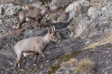 Naklejka na ściany i meble Young ibex on the rocks (Capra ibex)