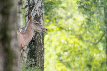 Red deer in the woods (Cervus elaphus)