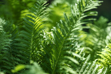 Fern in the forest as a background. Flower plants outdoors. Beautiful green color.