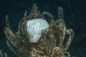 seppia bianca vicino ad un crinoide