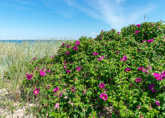 summer day with flowering coast of the island of Saaremaa, Harilaid nature reserve, Estonia, Baltic Sea