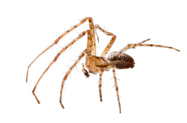long legs light brown orb-weaver spider on white