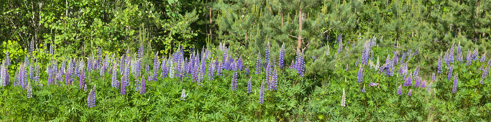 lupin flowers on green trees background