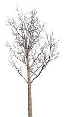 winter medium tree with bare dense branches