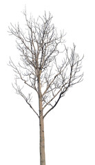 Fototapeta premium winter medium tree with bare dense branches