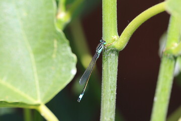 Große Pechlibelle - Ischnura elegans an einer Feige