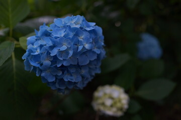 アジサイ　紫陽花　紫陽花の咲く庭　日本庭園　庭園　造園　梅雨