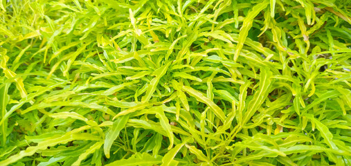 green grass background