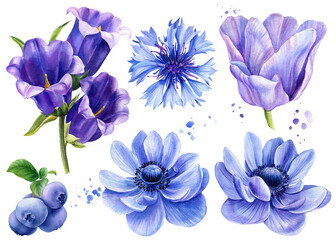 Set of flowers, blue, bluebells, anemone, tulip, blueberry, cornflower, botanical watercolor, flora design 