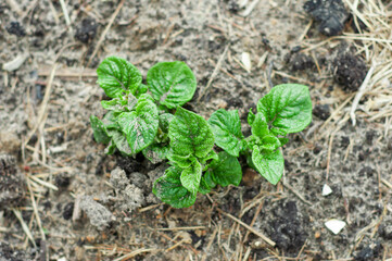The leaves of a sprouted young potato can be seen from the ground