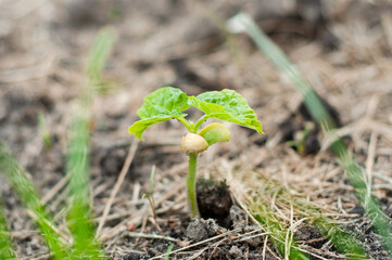 Very beautiful and delicate photo of a bean sprout sprouted with seeds. The appearance of leaves...