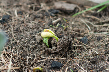 The process of punching a bean sprout from under the ground