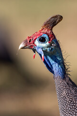 Guinea fowl.