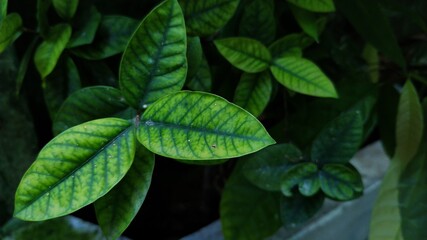 green leaves in the garden