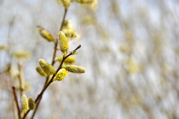 branch of pussy willow in bloom close up