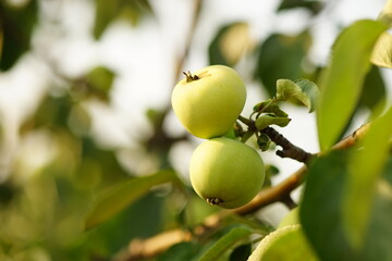 Two green apple on a branch in a summer garden.