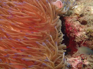 Naklejka na ściany i meble The closed-up seaanemones at coral reef area