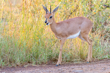 Steenbok.