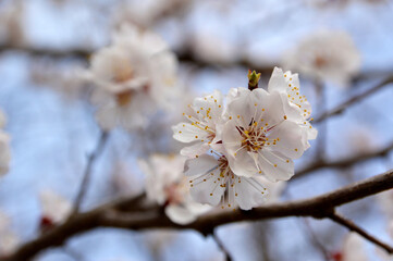 branch of almond tree in spring blossom close up