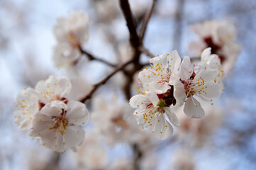Obraz premium branch of almond tree in spring blossom close up