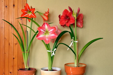 colorful blooming amaryllis flowers in clay pots