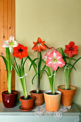 colorful blooming amaryllis flowers in clay pots