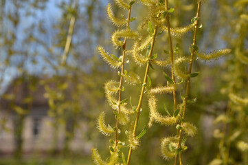 branches of weeping willow tree in blossom