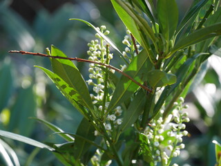 close up of green leaves