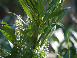lily of the valley in the forest